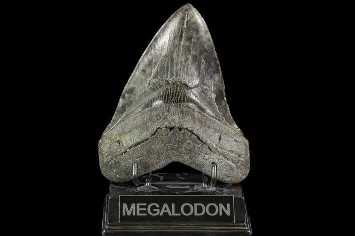 Fossil Megalodon Tooth - South Carolina #110921